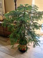 Araucaria heterophylla - kamerden, Enlèvement