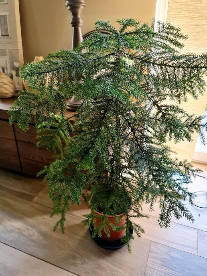 Araucaria heterophylla - kamerden, Huis en Inrichting, Kamerplanten, Ophalen