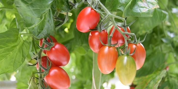 Pendragon - Tomaat zaden, Tuin en Terras, Bloembollen en Zaden, Verzenden