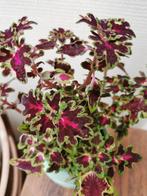 Coleus inky fingers, gezonde plant in sierpotje., Ophalen, Overige soorten, In pot, Minder dan 100 cm
