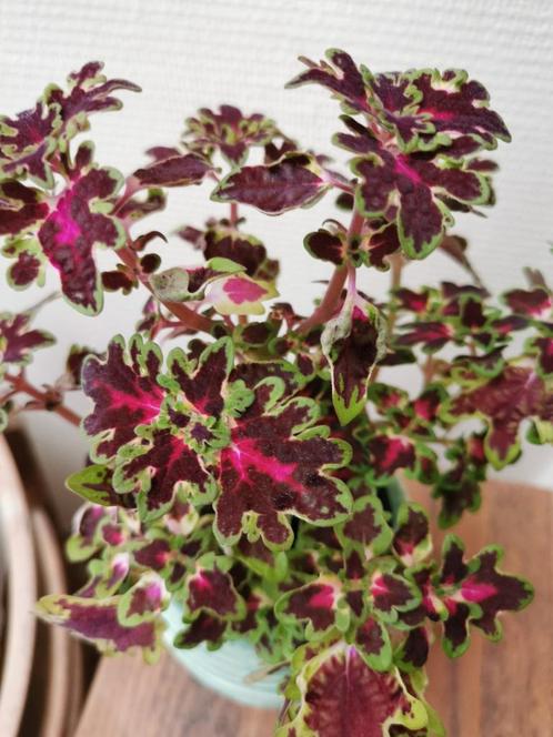Coleus inky fingers, gezonde plant in sierpotje., Huis en Inrichting, Kamerplanten, Overige soorten, Minder dan 100 cm, Volle zon