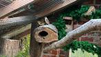 Verwante Koppels baardmannetjes ‘25, Dieren en Toebehoren, Geringd