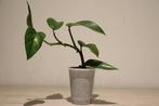 Epipremnum aureum, Huis en Inrichting, Kamerplanten, Ophalen of Verzenden