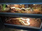 2 beaux grands pythons. Avec terrarium !, Animaux & Accessoires, Reptiles & Amphibiens | Accessoires, Comme neuf, Enlèvement ou Envoi