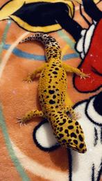 Gecko léopard, Animaux & Accessoires, Reptiles & Amphibiens | Accessoires