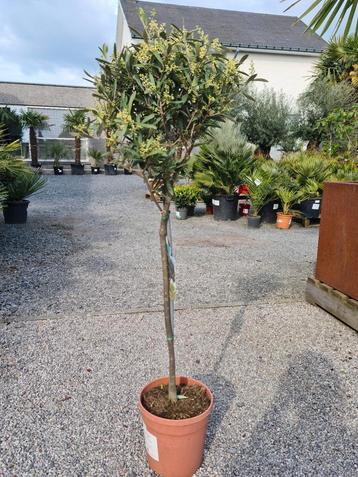 Olijfboom Olea Europaea 