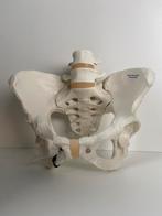 Anatomisch bekken (opleiding vroedkunde), Ophalen