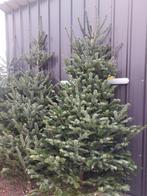 Kerstbomen: Nordman,  blauwspar en fijnspar, Bloeit niet, Overige soorten, 100 tot 250 cm, Ophalen