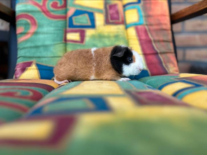 Cavia Us-Teddy, Dieren en Toebehoren, Knaagdieren, Cavia, Augustus, Tam