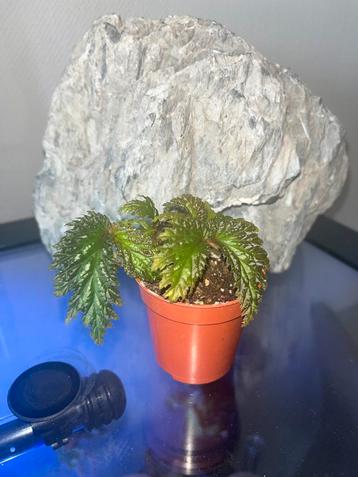 Begonia sp Yamor beschikbaar voor biedingen