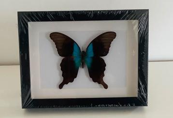 Kader met Papilio peranthus VLINDER uit Sulawesi beschikbaar voor biedingen