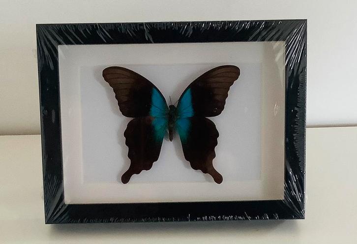 Kader met Papilio peranthus VLINDER uit Sulawesi, Verzamelen, Dierenverzamelingen, Nieuw, Ophalen of Verzenden