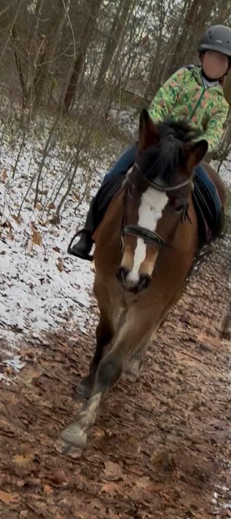 Lieve brave D pony, Dieren en Toebehoren, Pony's, Merrie, B, D pony (1.37m tot 1.48m), Recreatiepony, 3 tot 6 jaar, Gechipt