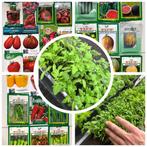 Plants À repiquer : Tomates , courgettes, aubergines, etc, Hiver