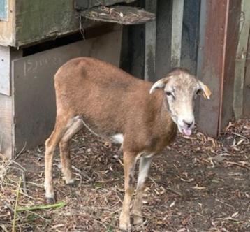 drachtig Kameroen schaap  beschikbaar voor biedingen
