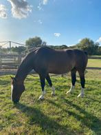 Wandelpaard ruin 18 jaar, Dieren en Toebehoren, Paarden, Gechipt, Ruin, 170 tot 175 cm, 11 jaar of ouder