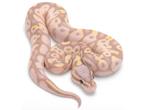 Gezocht ball python vrouw, Dieren en Toebehoren