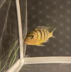 zebra mbuna (Maylandia, Dieren en Toebehoren, Zoetwatervis