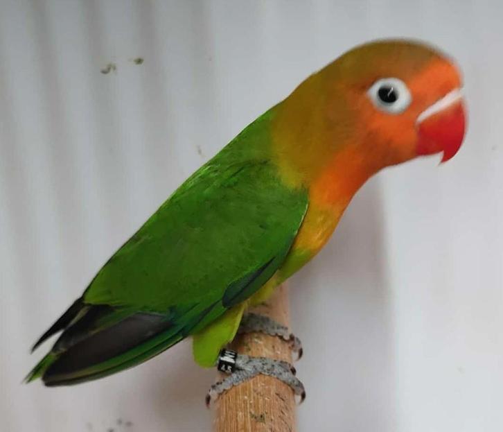 Fischerie MAN (DNA attest) - wildkleur, Dieren en Toebehoren, Vogels | Parkieten en Papegaaien, Dwergpapegaai of Agapornis, Mannelijk