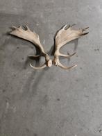 Damhert geweien, Ophalen, Gebruikt