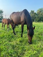 GEZOCHT: plekje op weide voor mijn lieve merrie, Pâturage, 1 cheval ou poney