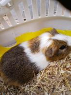 Cavia’s, Dieren en Toebehoren, Knaagdieren, April, Meerdere dieren, Cavia