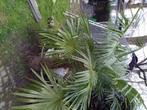 Palmier, Volle zon, Ophalen, Palmboom, 100 tot 250 cm