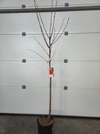 Kaki boom Tipo, Tuin en Terras, Ophalen