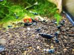 Galaxy pinto rood en zwart (caridina garnalen), Dieren en Toebehoren