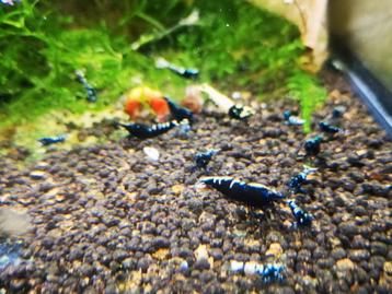 Galaxy pinto rood en zwart (caridina garnalen) beschikbaar voor biedingen