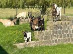 dwerggeit, Animaux & Accessoires, Moutons, Chèvres & Cochons, Chèvre, 3 à 5 ans, Plusieurs animaux