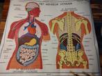 Dubbelzijdige schoolkaart menselijk lichaam organen, Verzamelen, Ophalen of Verzenden, Zo goed als nieuw
