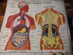 Dubbelzijdige schoolkaart menselijk lichaam organen, Comme neuf, Enlèvement ou Envoi