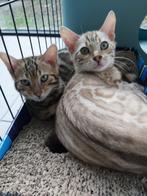 Kittens, Meerdere dieren, 0 tot 2 jaar, Gechipt