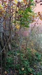 Plantgoed jonge loofbomen - eik, esdoorn, linde, Tuin en Terras, Winter, Overige soorten, 100 tot 250 cm, Ophalen