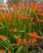 1 monbreitta of crocosmia  in pot, Tuin en Terras, Planten | Tuinplanten, Ophalen, Vaste plant