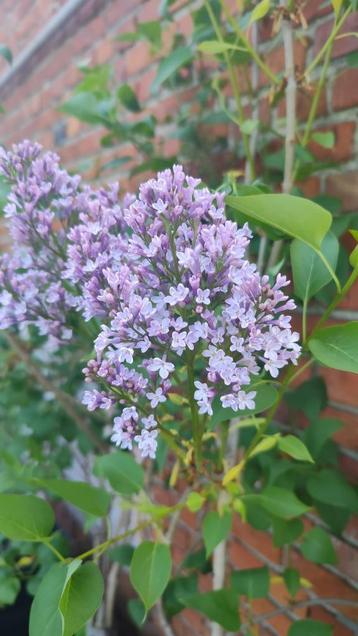 4 jaar oude sering, Tuin en Terras, Planten | Tuinplanten, Ophalen, Lente, Vaste plant, Overige soorten