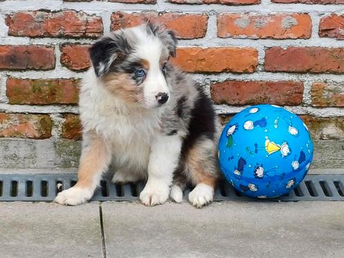 Lieve australische herderpupjes zoeken nog een warme thuis., Dieren en Toebehoren, Honden | Herdershonden en Veedrijvers, Meerdere dieren