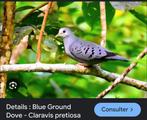Bonjour je cherche un couple de Colombe bleutée
