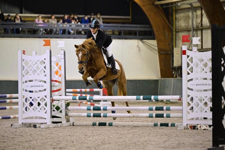 Sportpony 6 jr merrie BOM-proof, Dieren en Toebehoren, Pony's, Merrie, L, D pony (1.37m tot 1.48m), Springpony, 3 tot 6 jaar, Gechipt