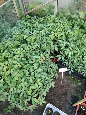 Tomaten planten Pyros hybride 1 / 0,70€ per plantje, Ophalen