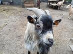 Blauwschimmel dwerggeit bok te huur, Dieren en Toebehoren, Mannelijk, Geit