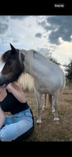 Broer en zus kinderponys, Gechipt, Zadelmak, A pony (tot 1.17m), Meerdere dieren