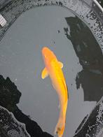 Japanse koi 55-60 cm, Dieren en Toebehoren, Vissen | Vijvervissen