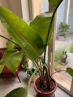 Kamerplant Strelitzia Nicolai, Huis en Inrichting, Kamerplanten, Ophalen, Overige soorten, In pot, 150 tot 200 cm