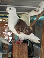 Smierel, Dieren en Toebehoren