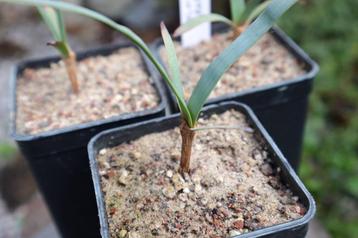 Welwitschia mirabilis - Désert du Namib Namibie/Angola disponible aux enchères