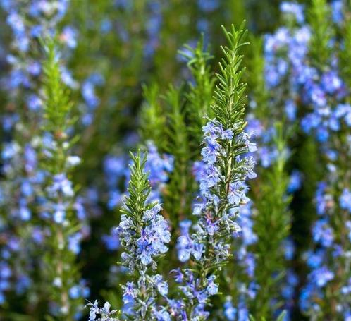 Rozemarijn, Tuin en Terras, Planten | Tuinplanten, Volle zon, Ophalen