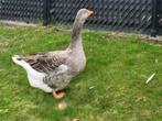 Franse toulouse gans, vrouw. Heel fors, Dieren en Toebehoren, Pluimvee