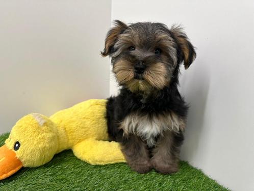 Nestje Yorkshire Terrier pups, Dieren en Toebehoren, Honden | Jack Russells en Terriërs, Reu, Yorkshire Terriër, Fokker | Professioneel